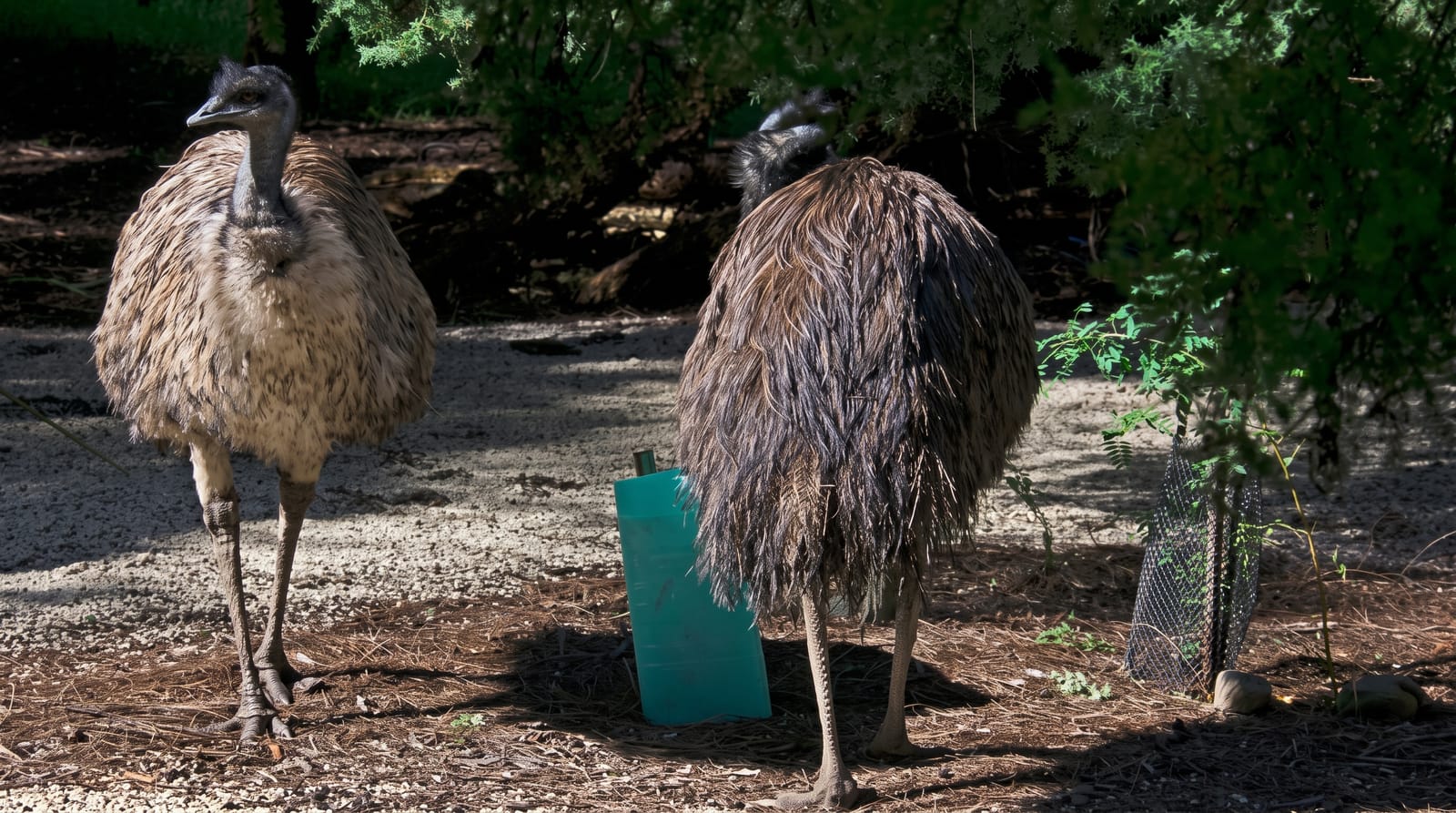 Healesville Sanctuary