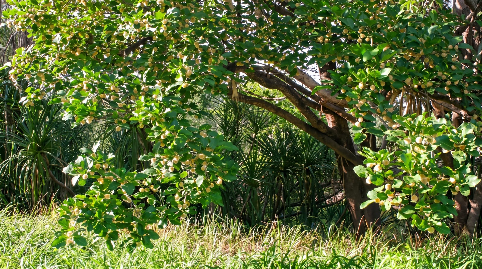 Judbarra / Gregory National Park