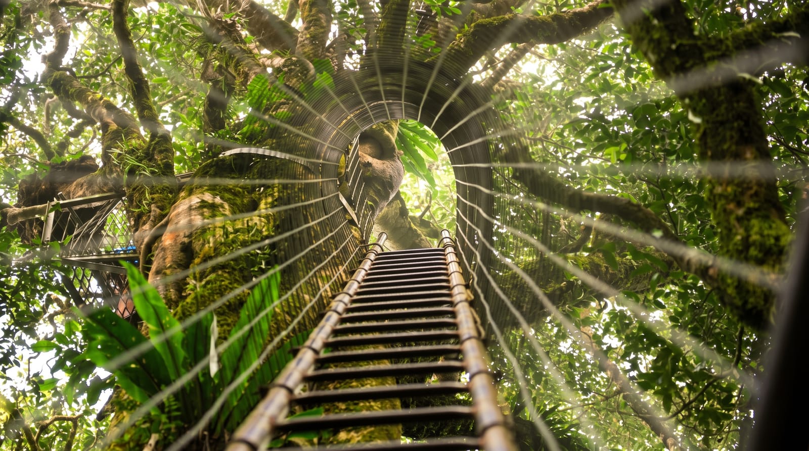 Lamington National Park
