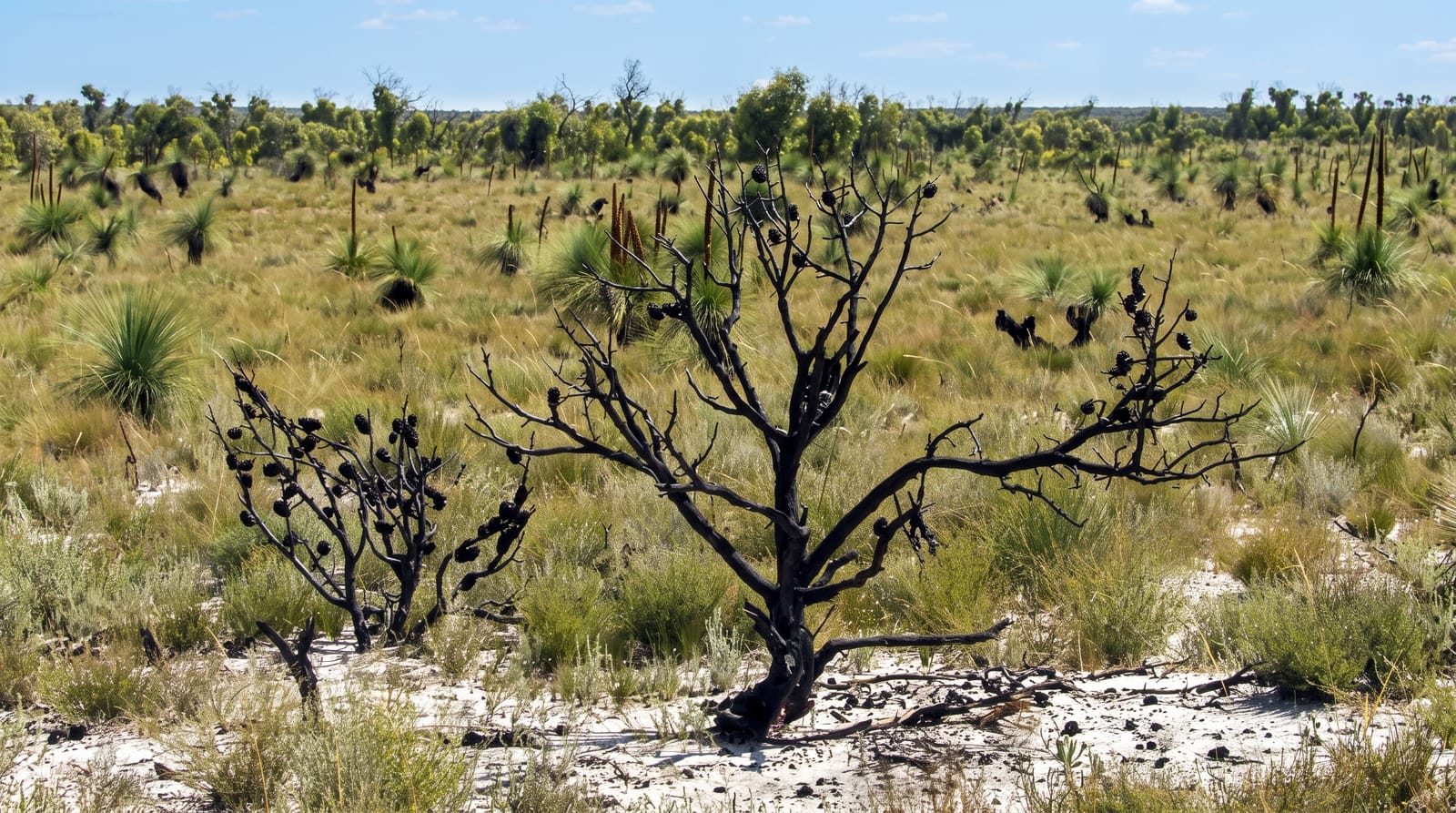 Little Desert National Park