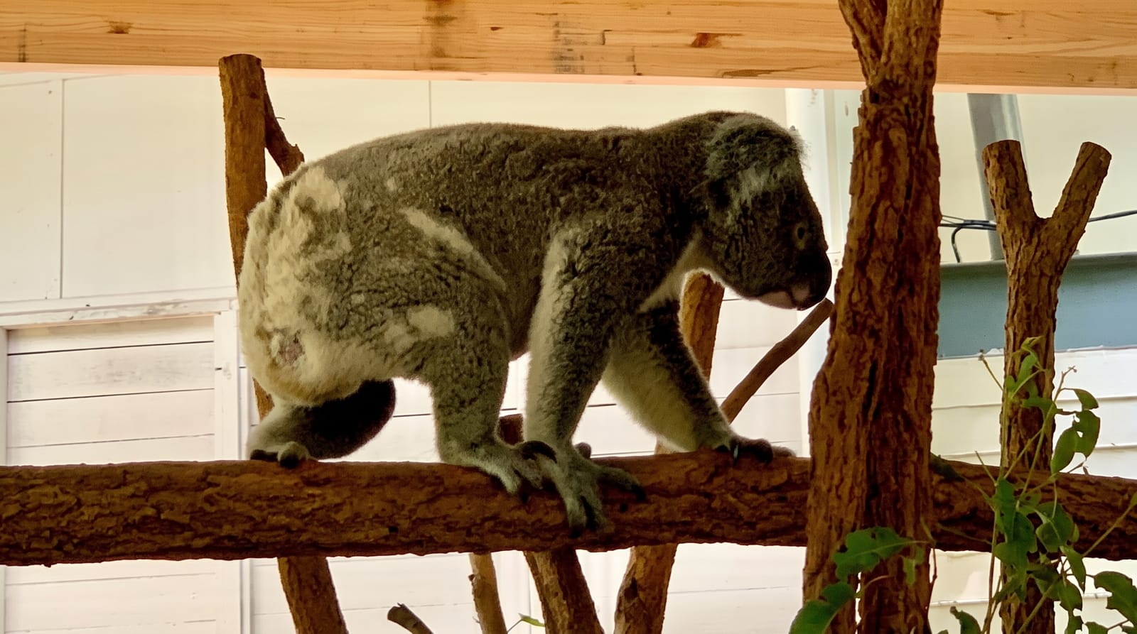 Lone Pine Koala Sanctuary