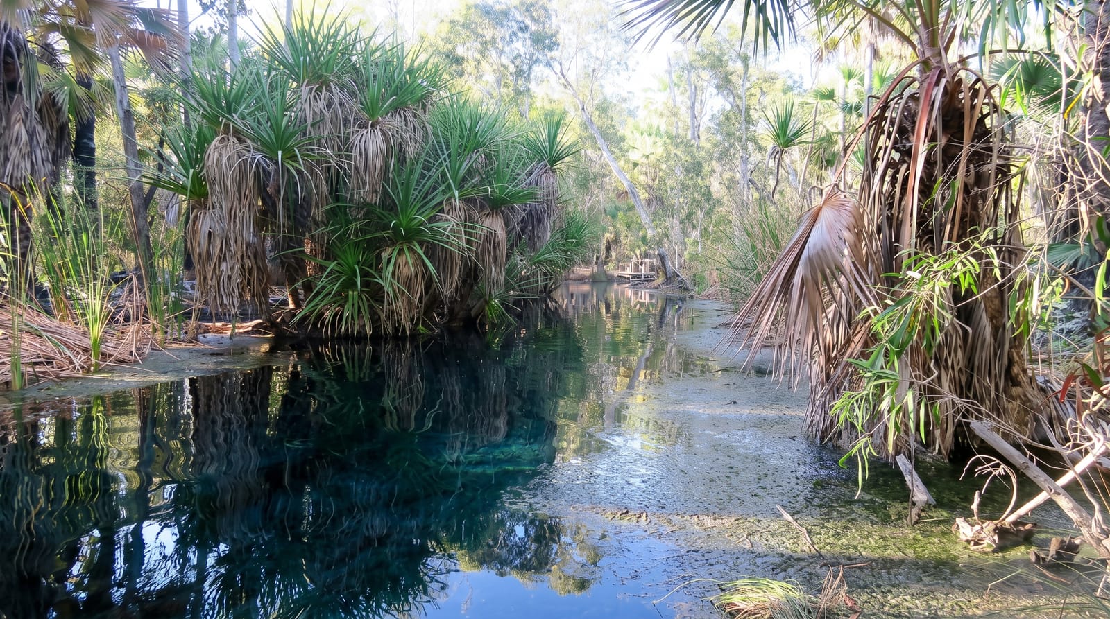 Mataranka Thermal Pools