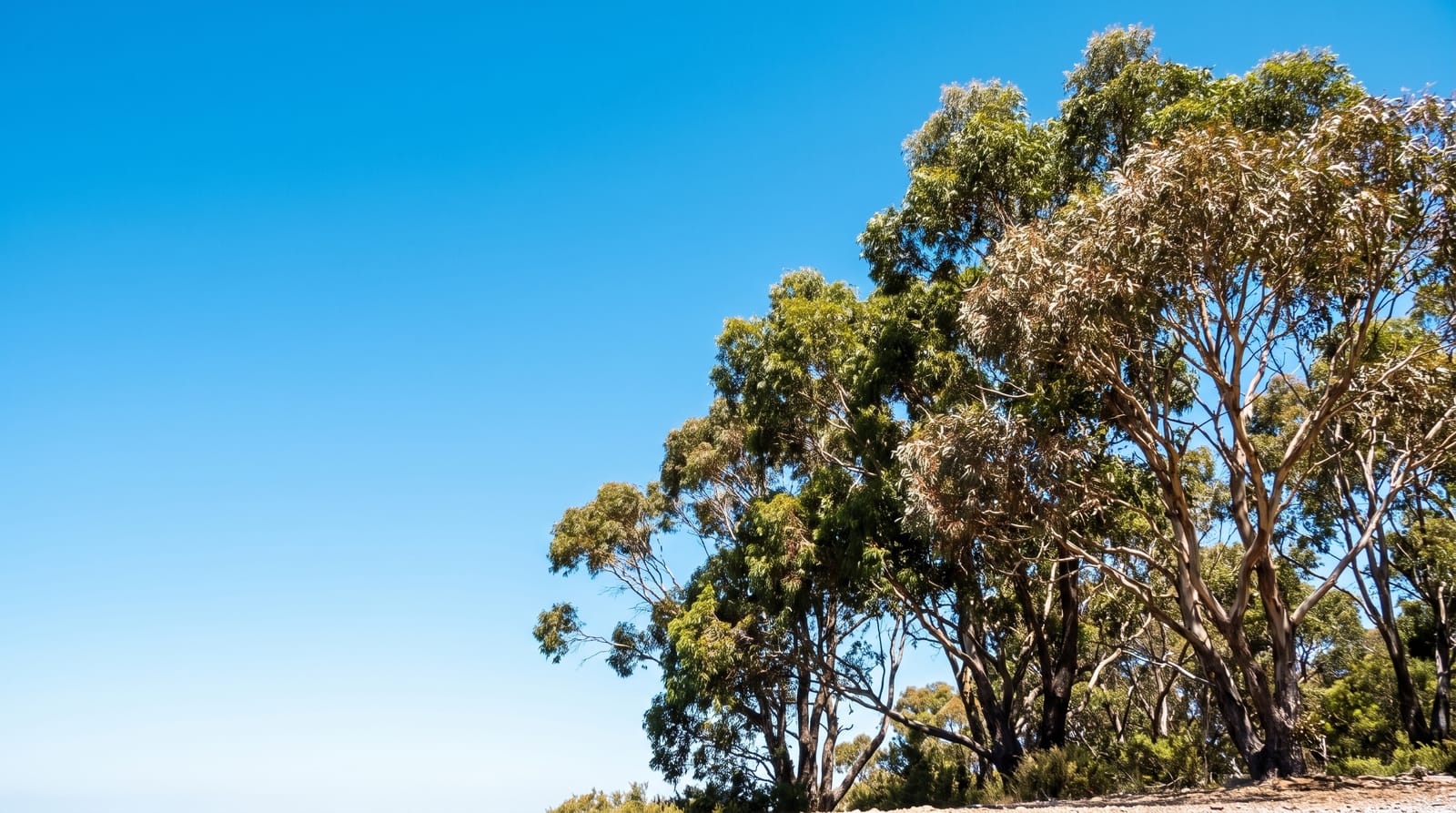 Mount Lofty Summit