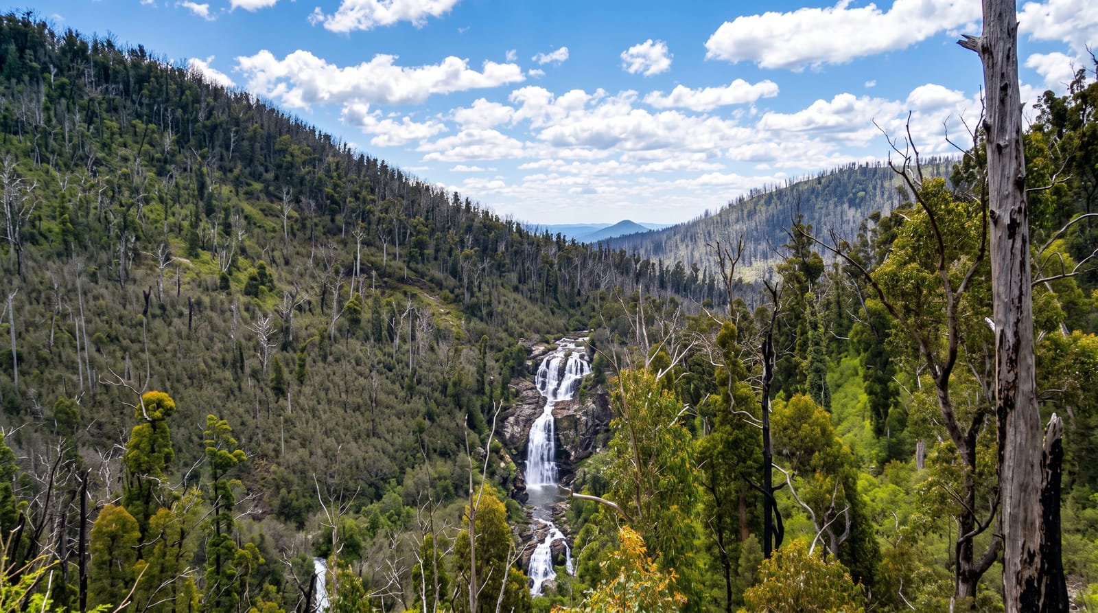 Steavenson Falls