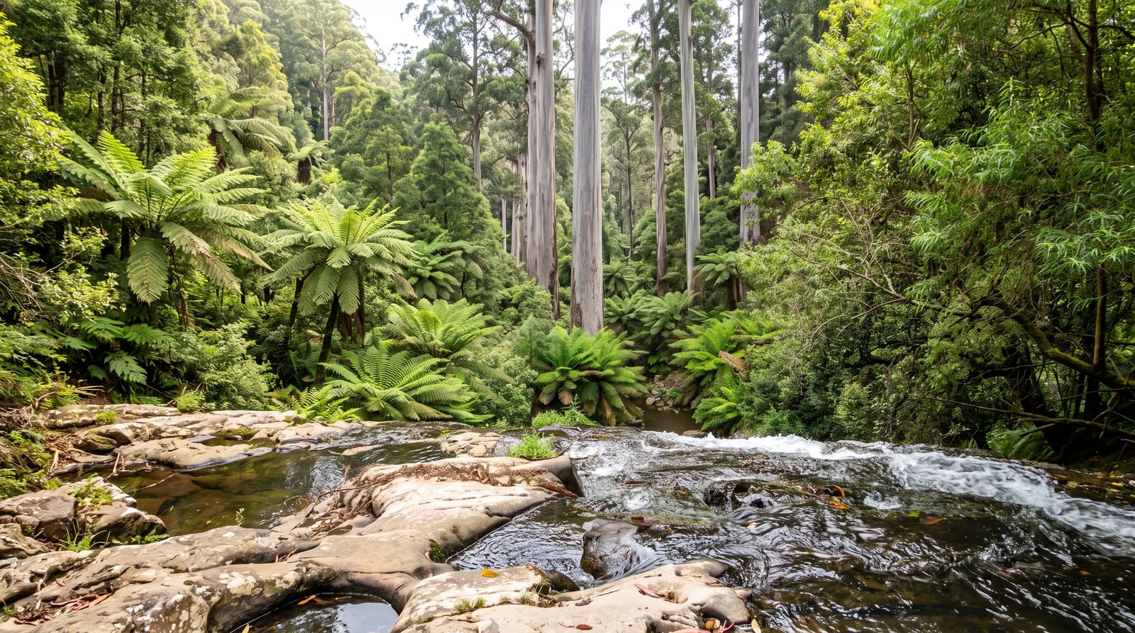 Tarra-Bulga National Park