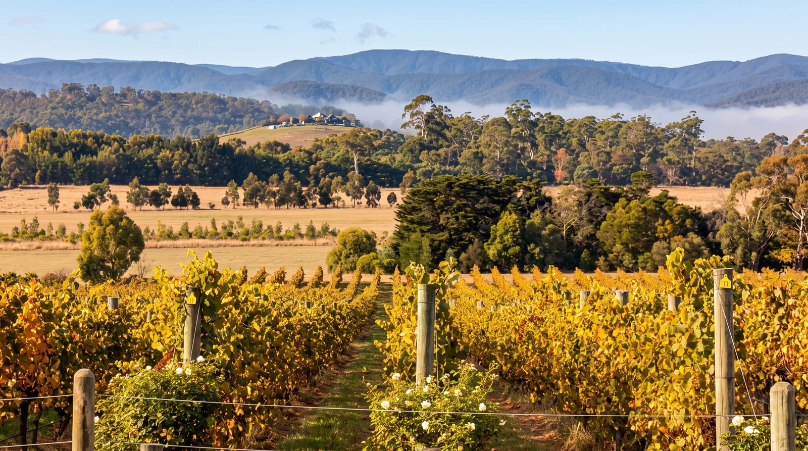 Yarra Valley Wine Region