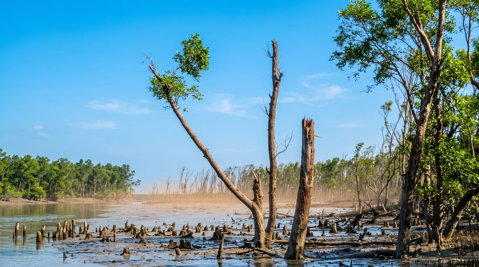 The Sundarbans