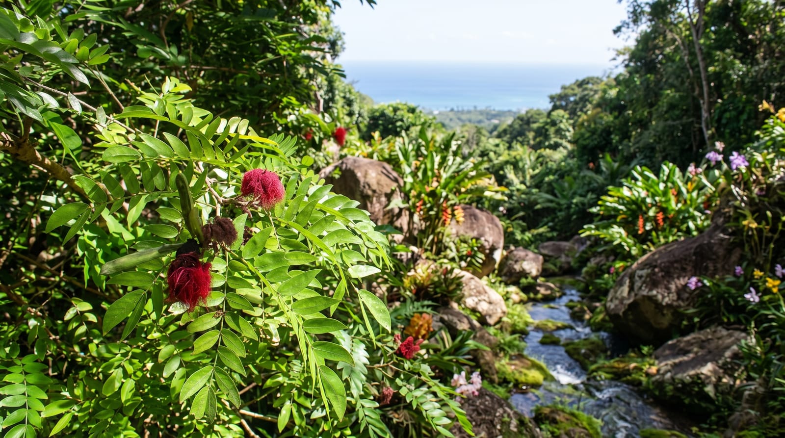 Andromeda Botanic Gardens