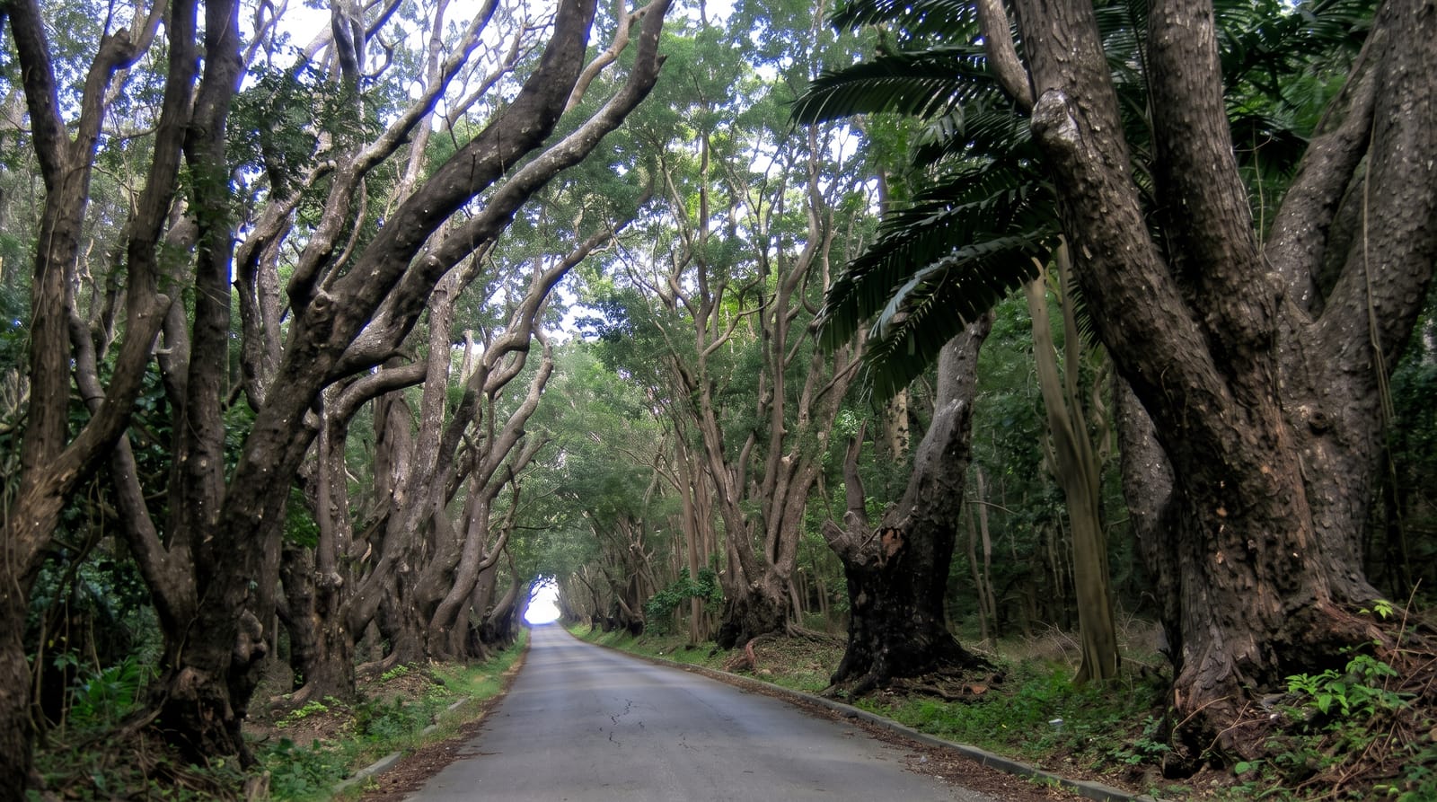 Cherry Tree Hill