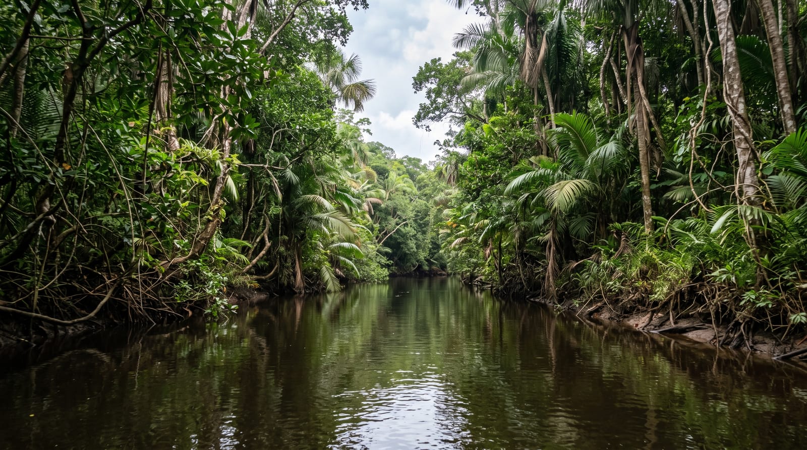The New River