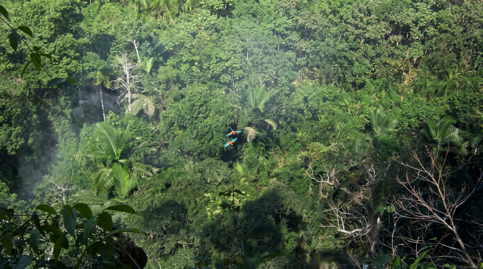 Madidi National Park