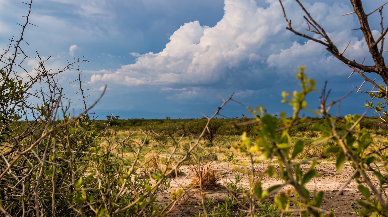The Central Kalahari