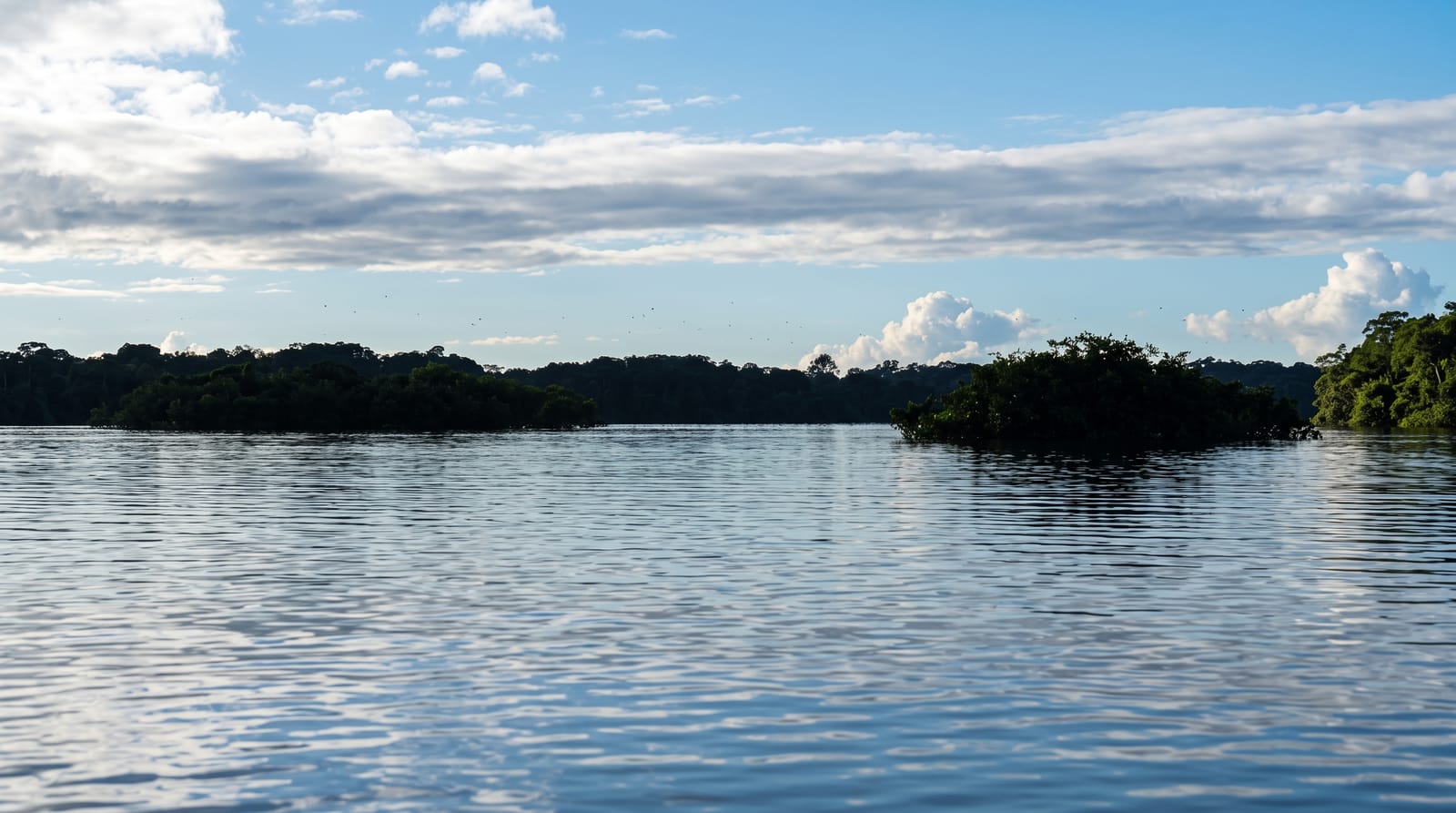 The Amazon Rainforest