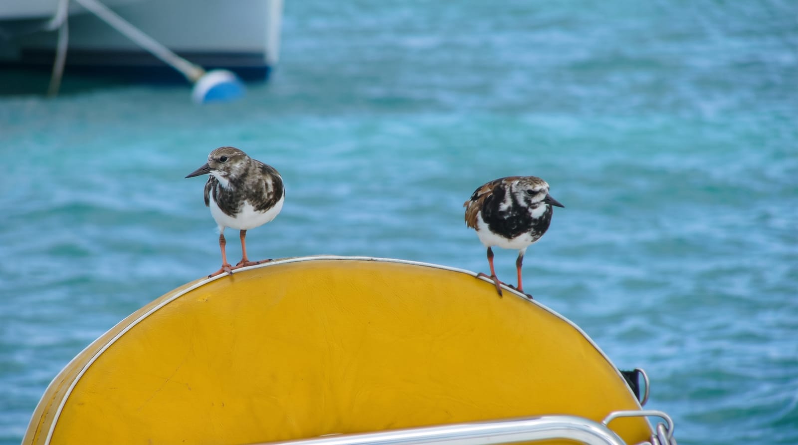 Anegada