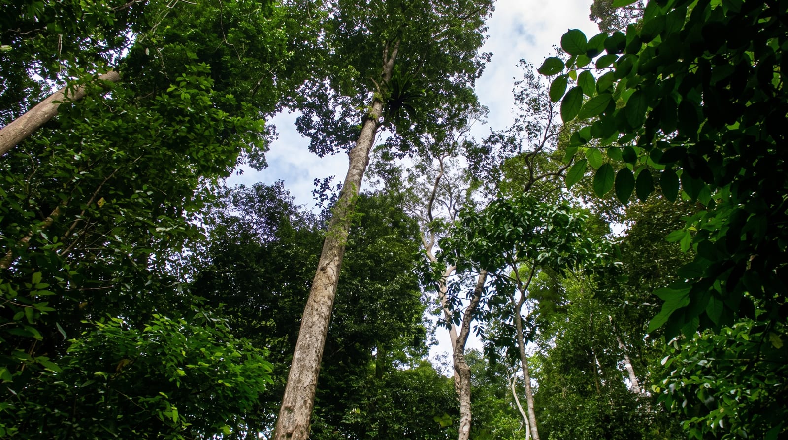 Ulu Temburong National Park