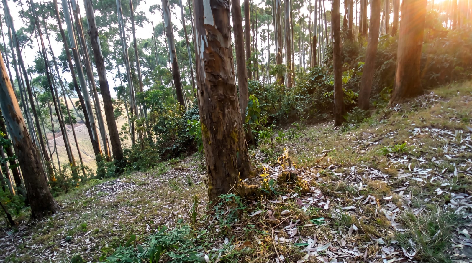 Kibira National Park