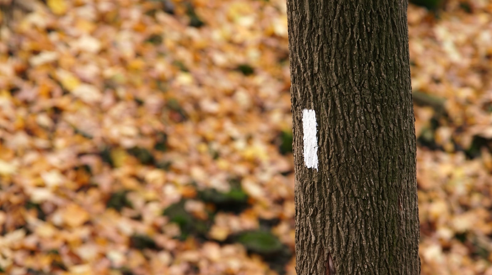 Bruce Trail