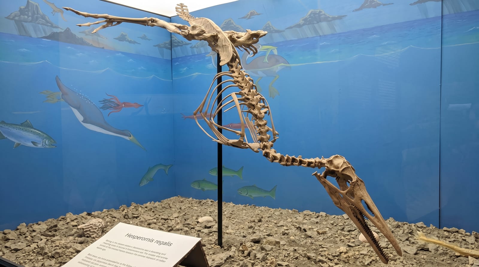Canadian Fossil Discovery Centre