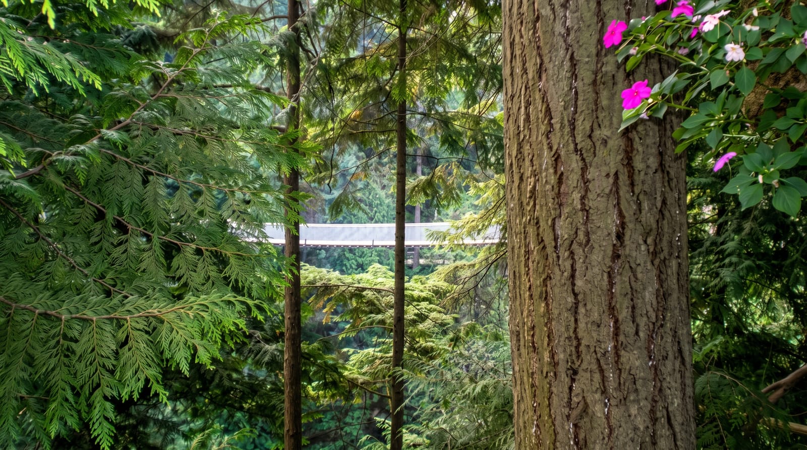 Capilano Suspension Bridge