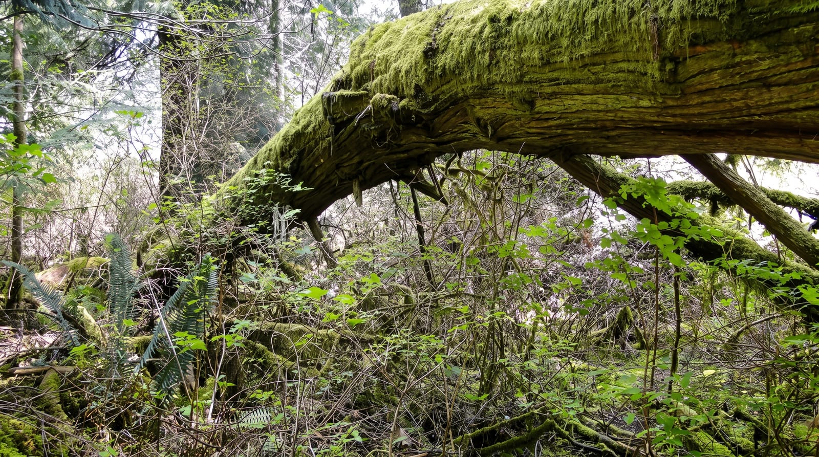 Cathedral Grove