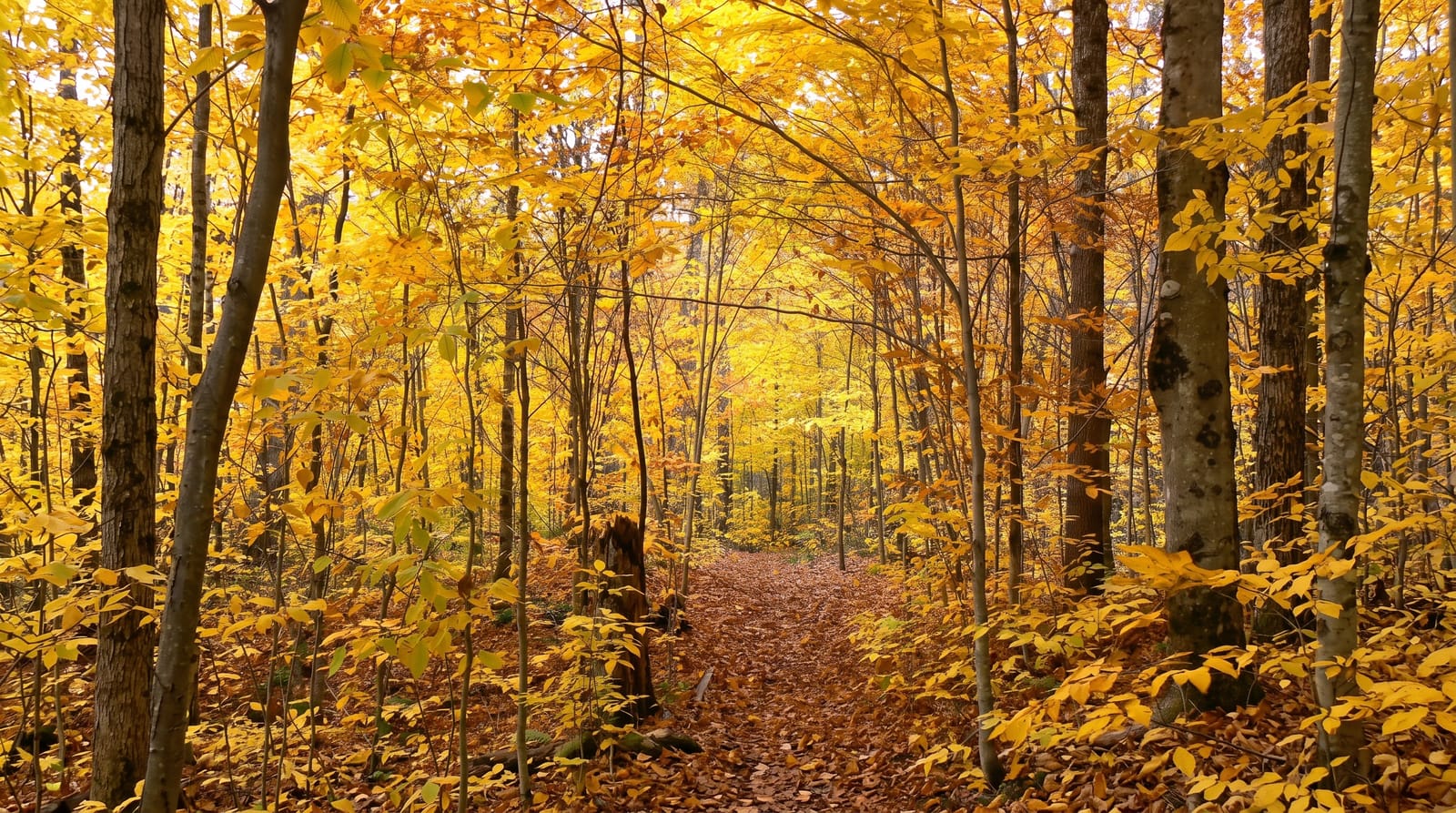 La Mauricie National Park