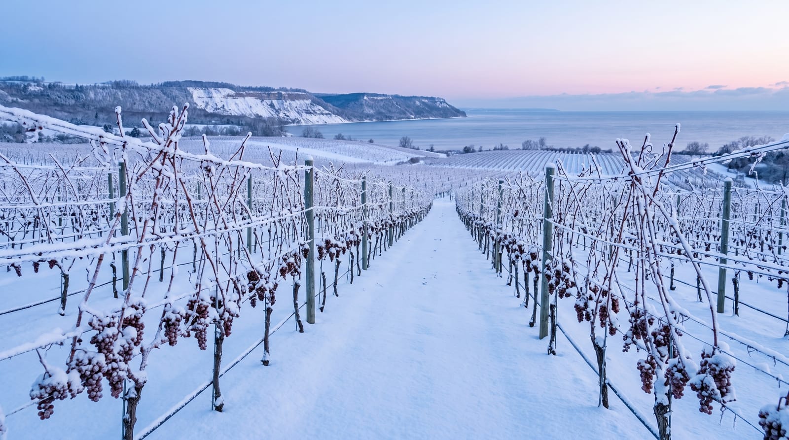 The Niagara Wine Region