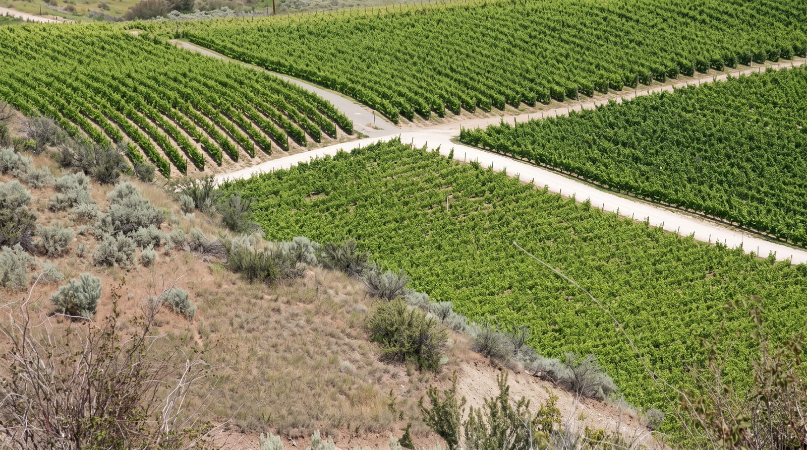 Osoyoos Desert