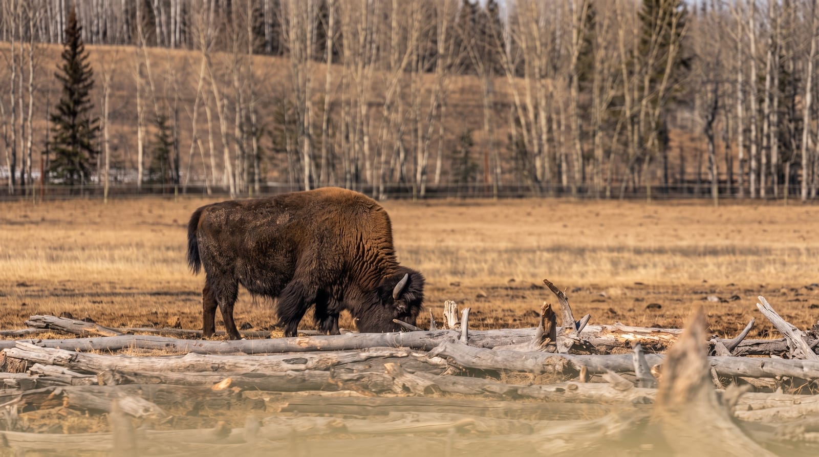 Yukon Wildlife Preserve