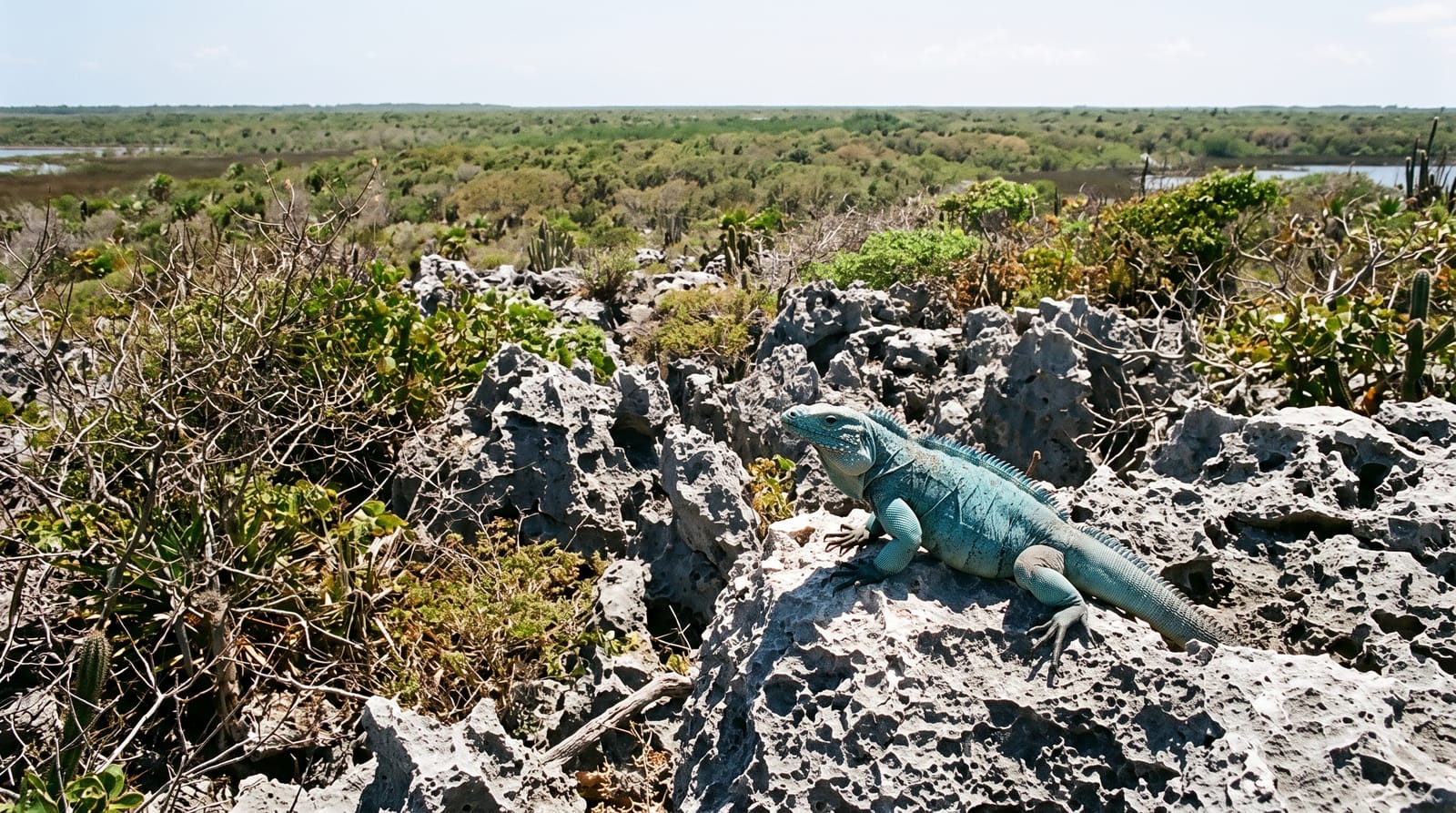 The Salina Reserve
