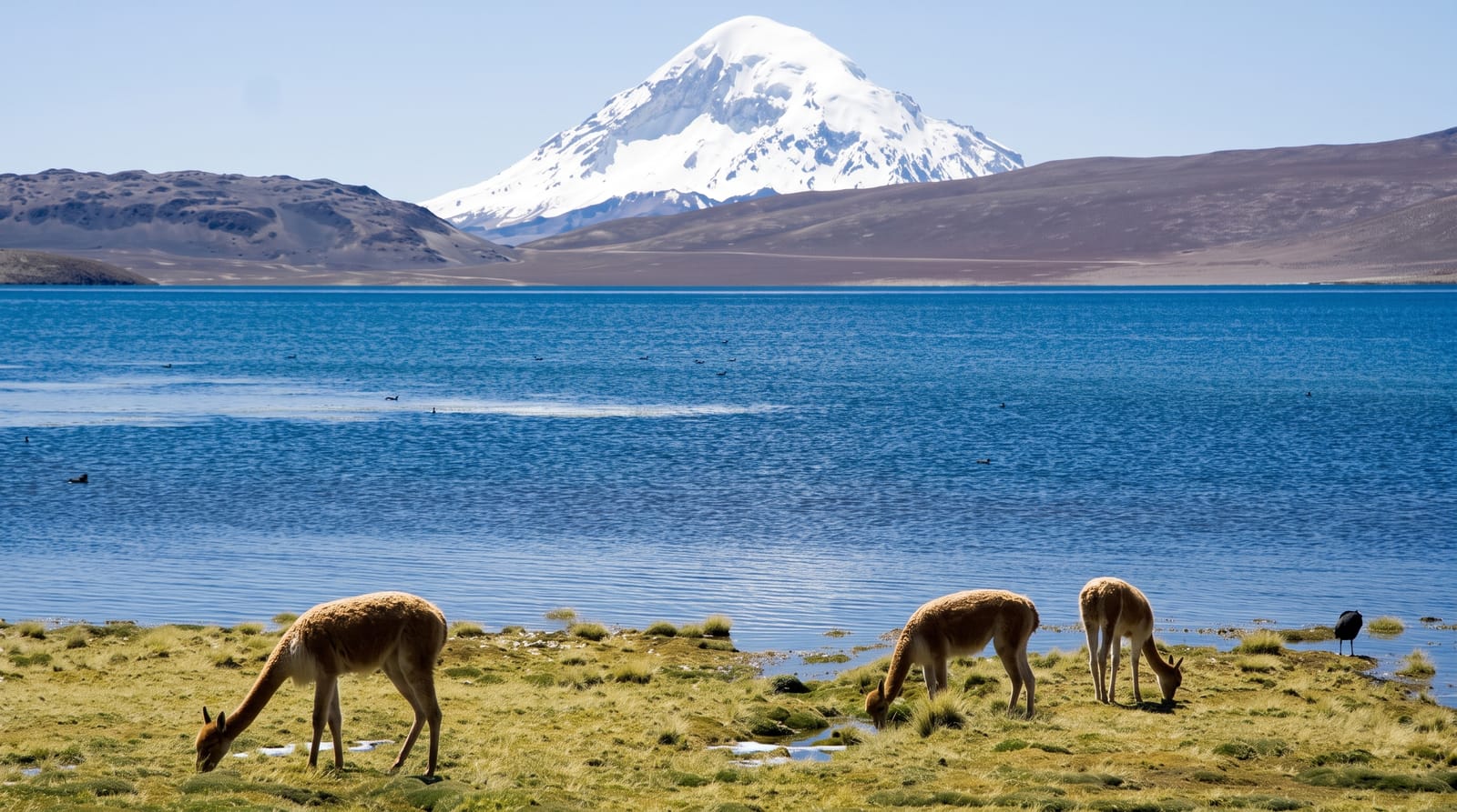 Lauca National Park