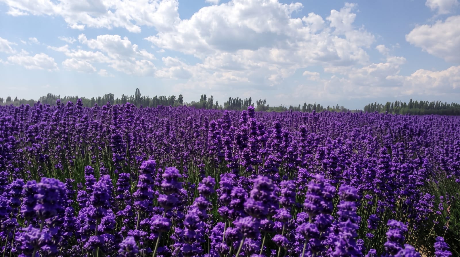 Ili Lavender Fields