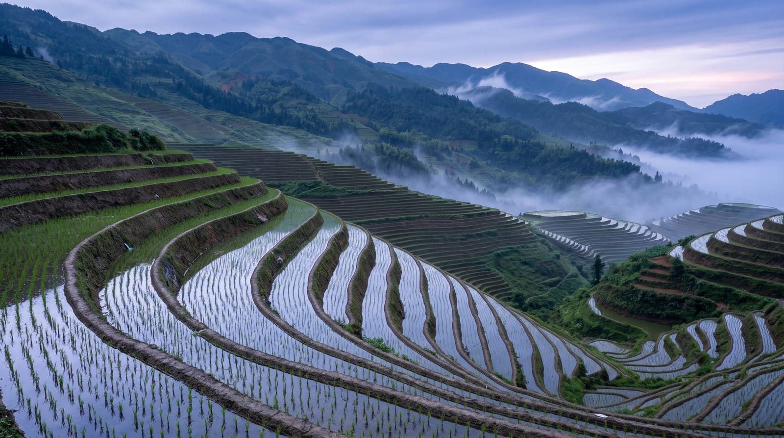 The Longji Rice Terraces