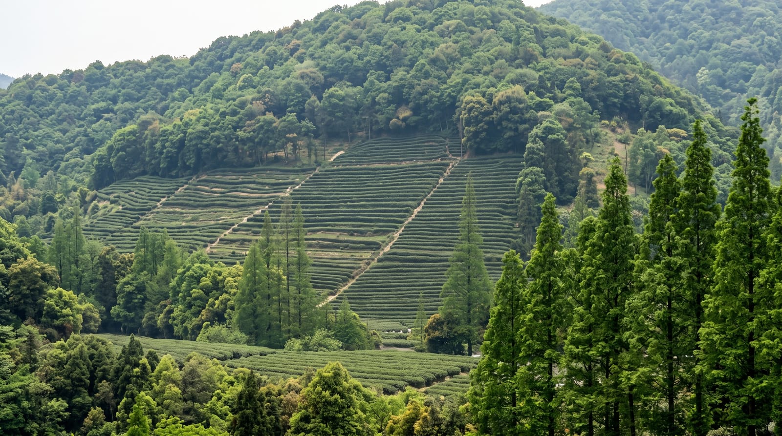 The Longjing Tea Hills