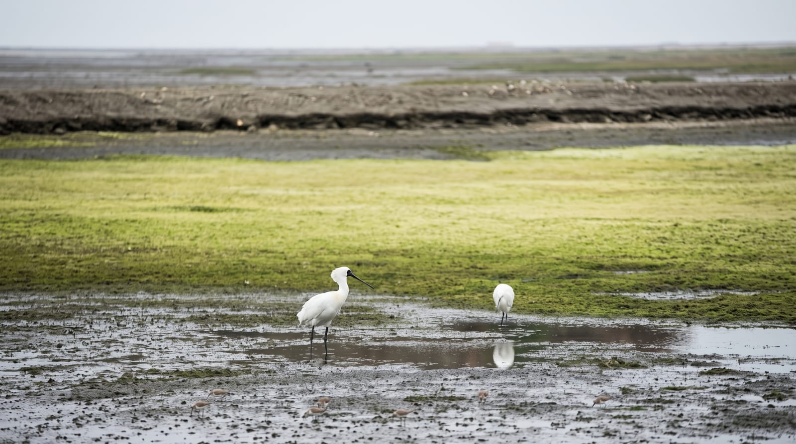 Yancheng Coastal Wetlands