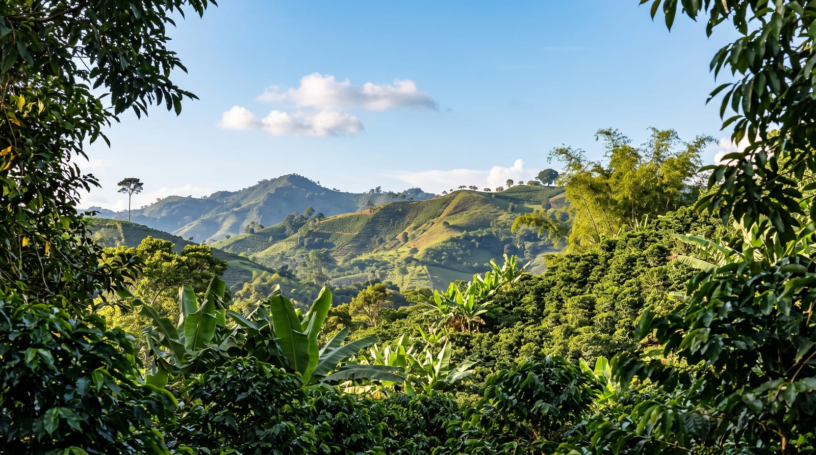 The Coffee Region