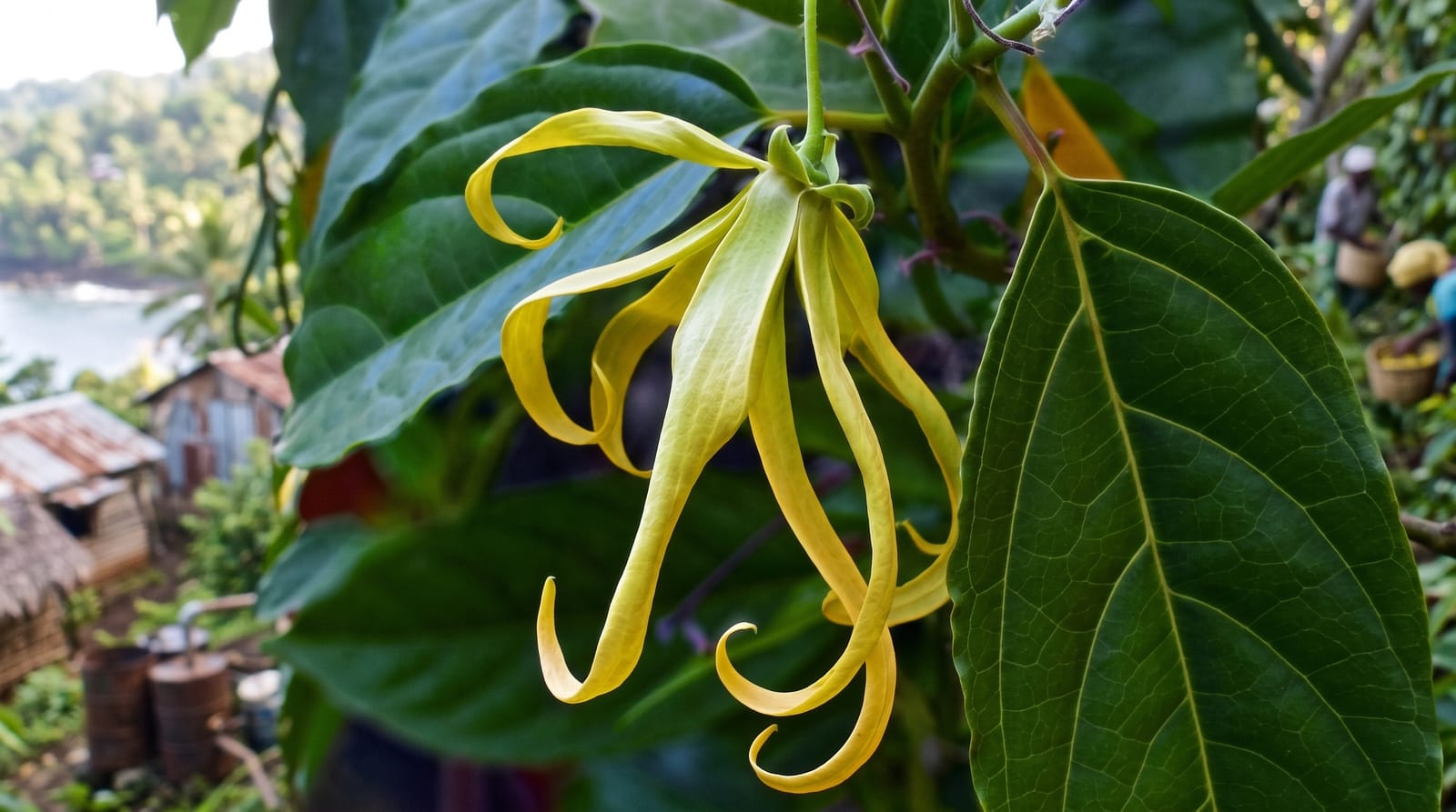 The Perfume Islands and Ylang-Ylang