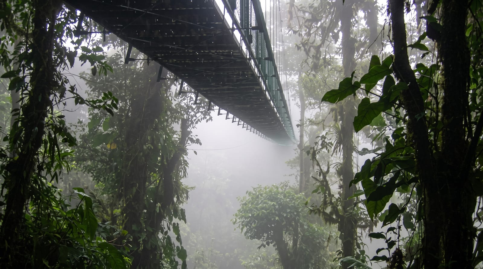 The Monteverde Canopy