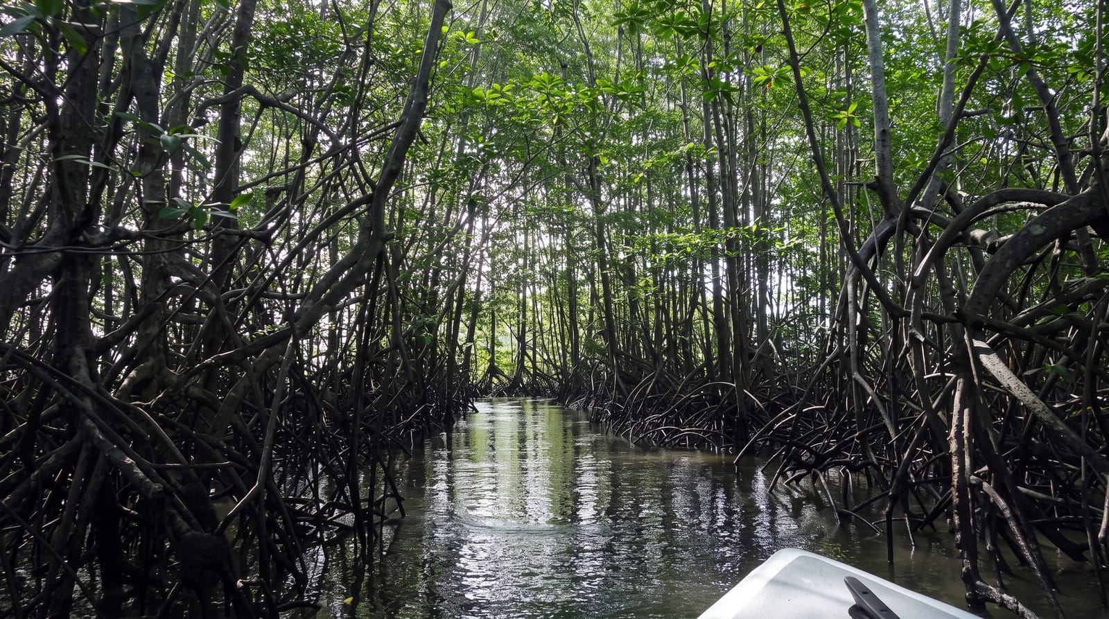The Sierpe-Térraba Mangroves