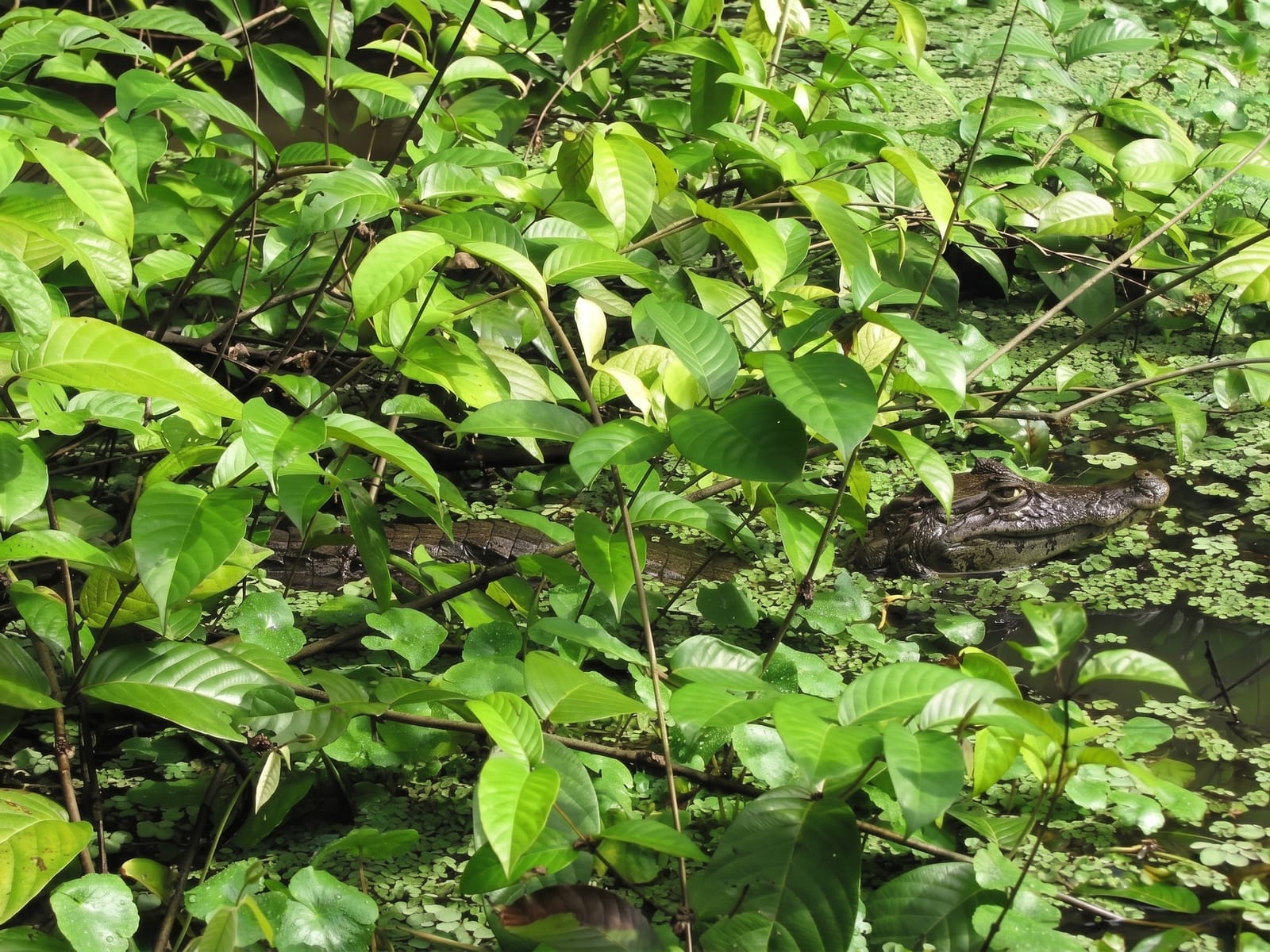 Tortuguero National Park