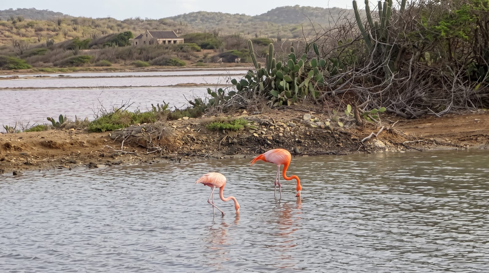 Jan Kok Flamingo Sanctuary