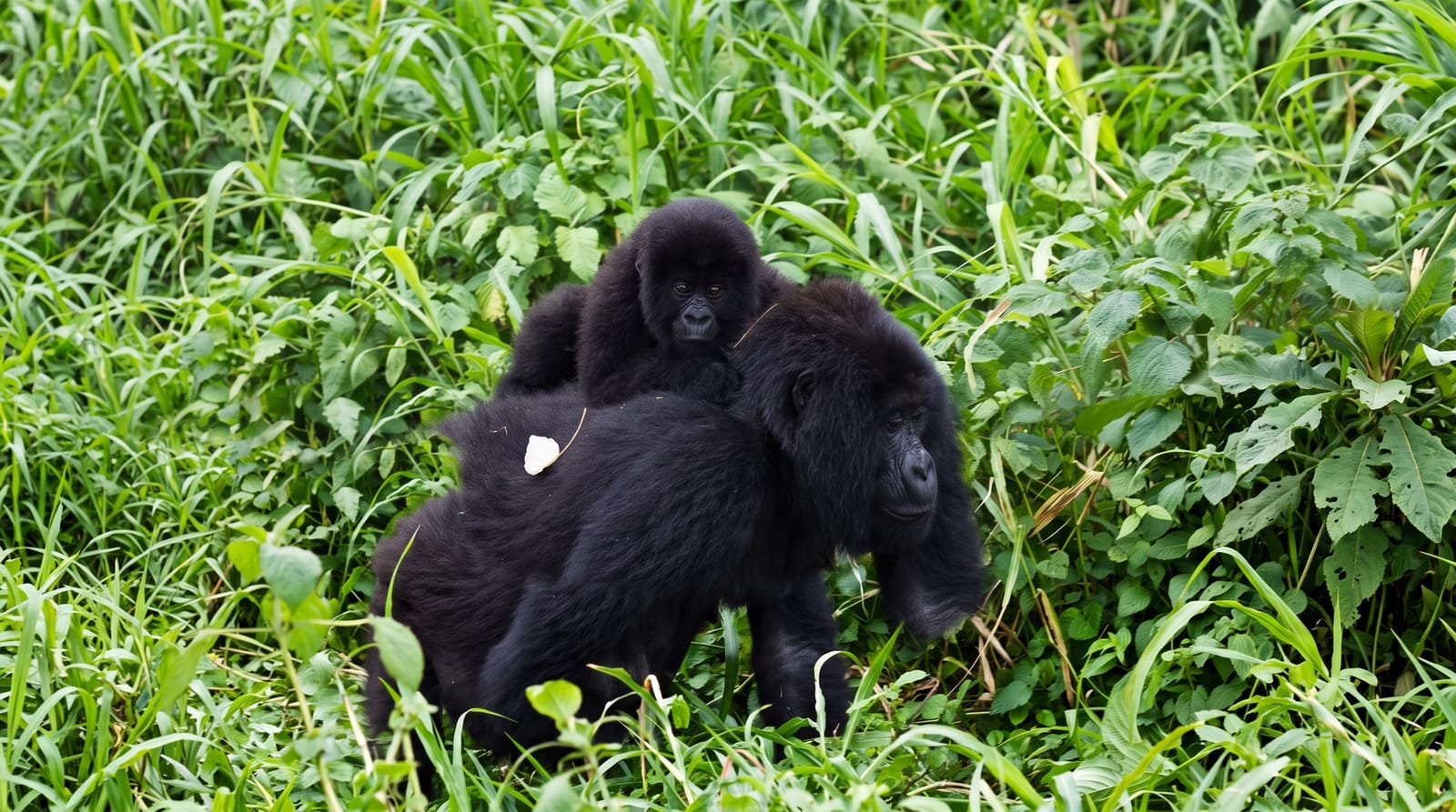 Virunga National Park