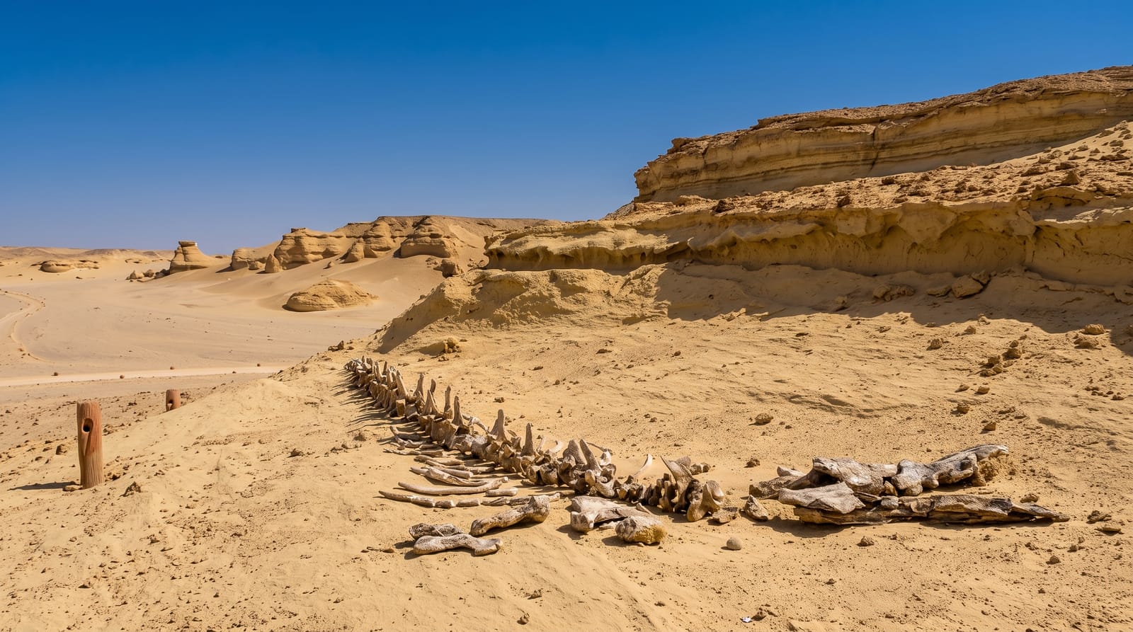 Wadi El Hitan (Valley of the Whales)