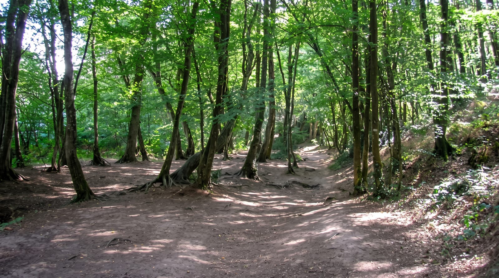 Broceliande Forest