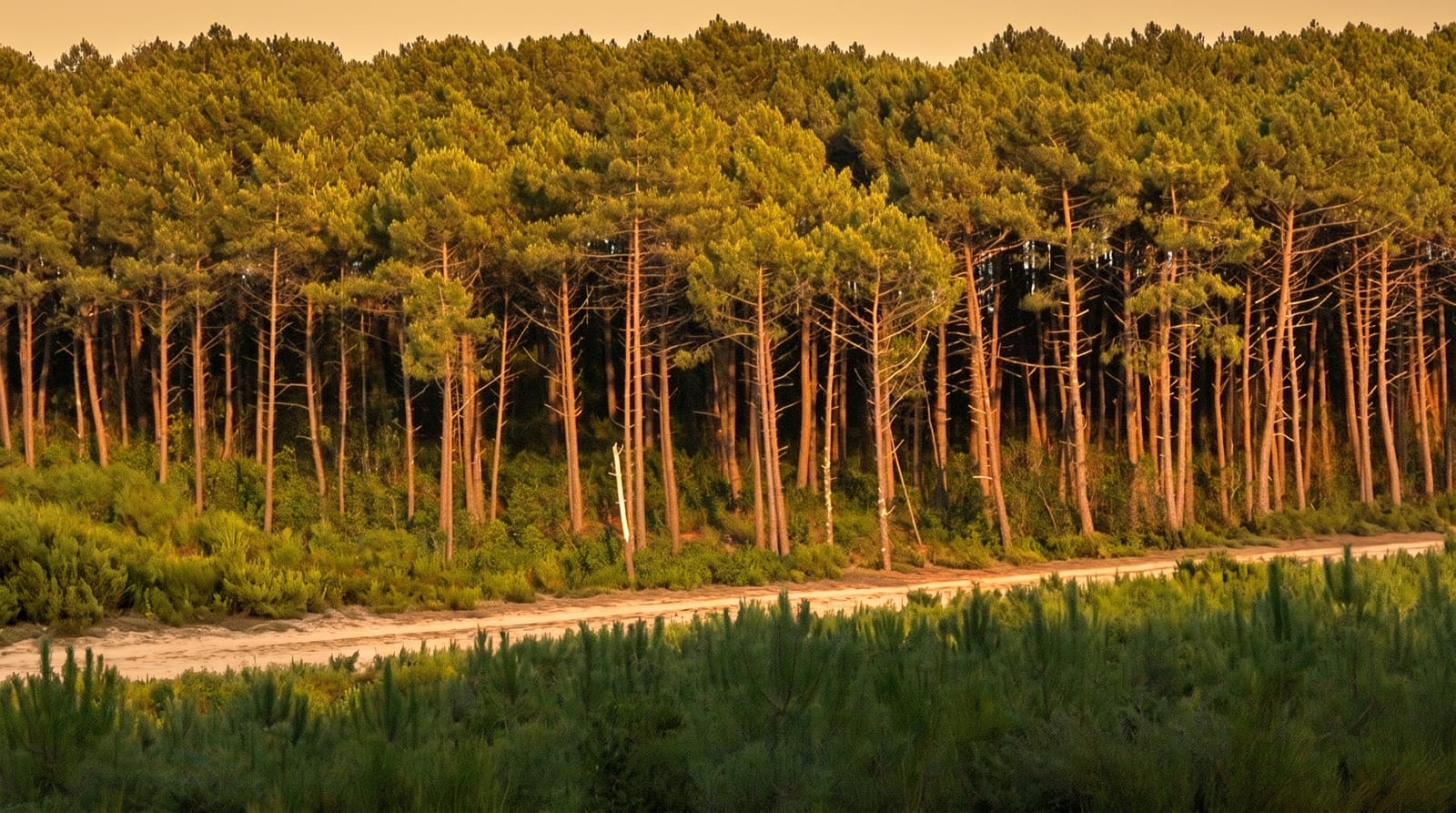 The Landes Forest