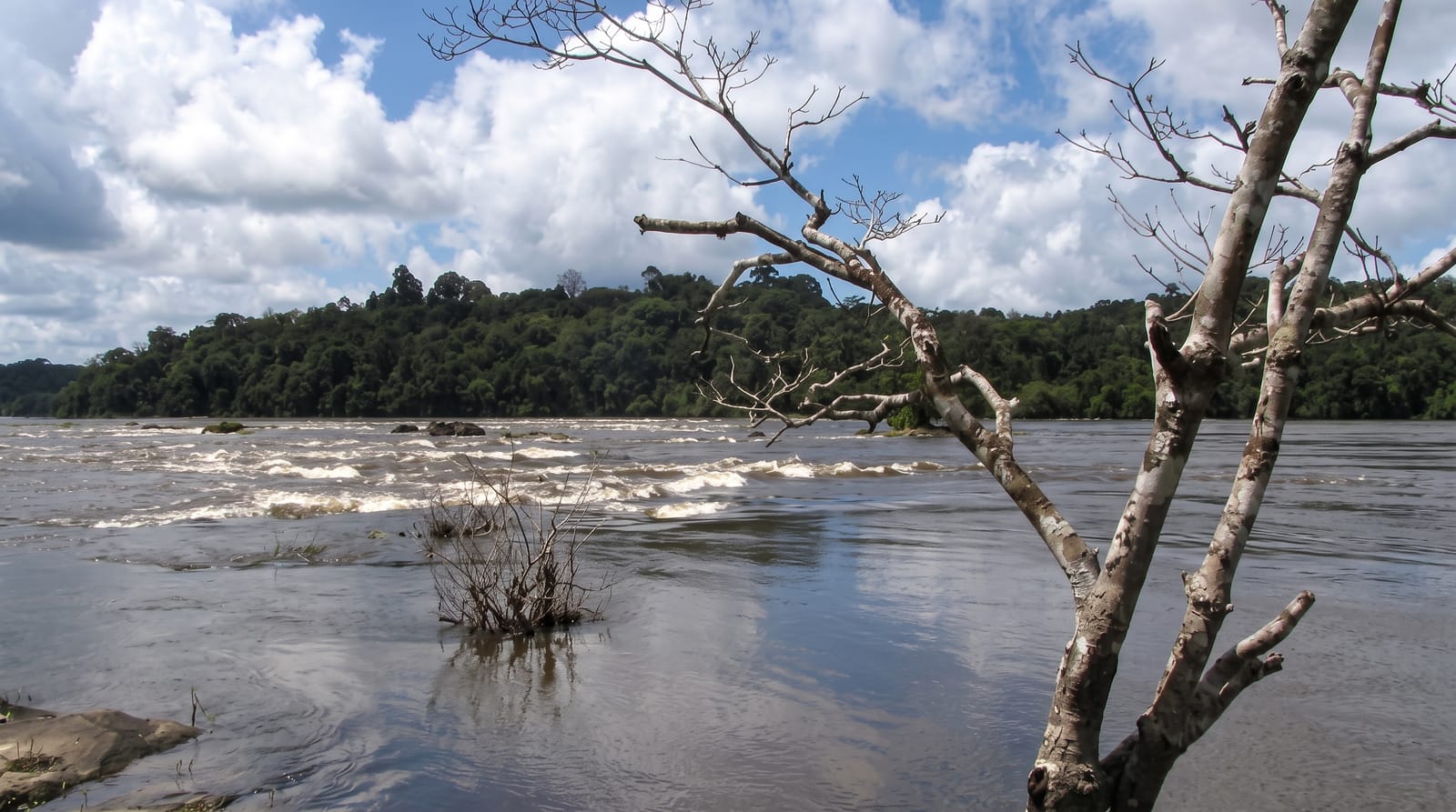 The Amazon Rainforest