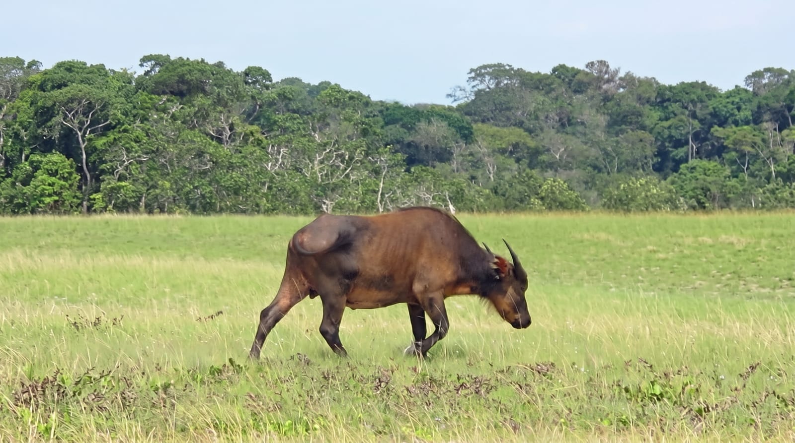 Loango National Park