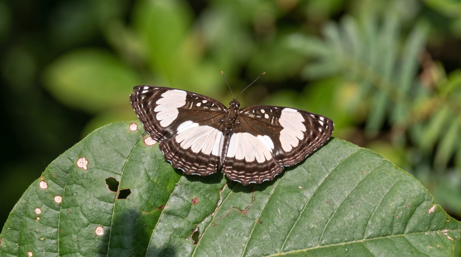 The River Gambia and its Wildlife