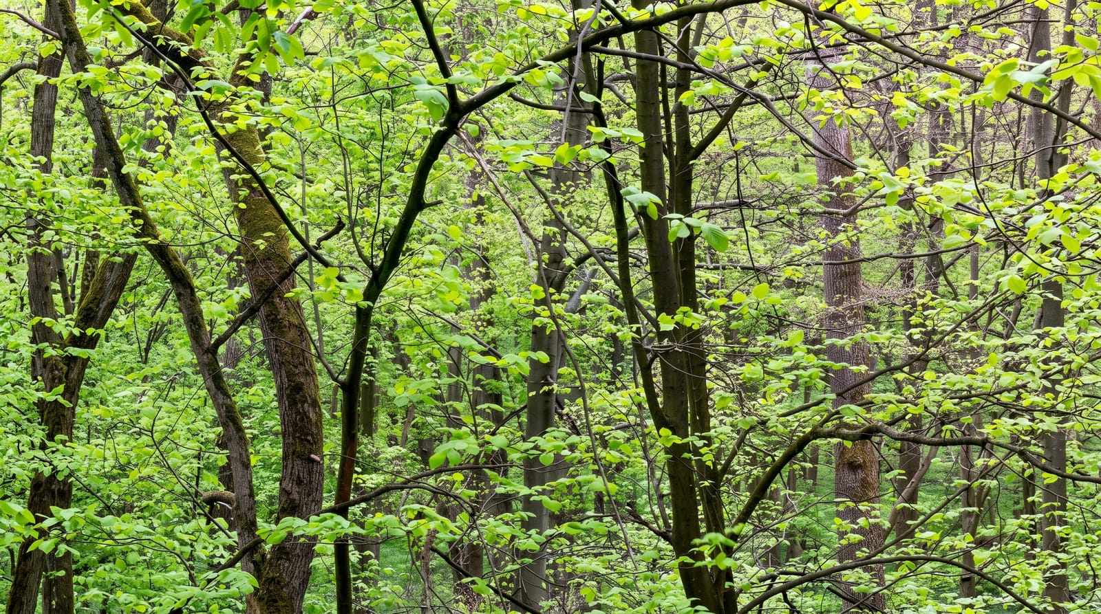 Hainich National Park