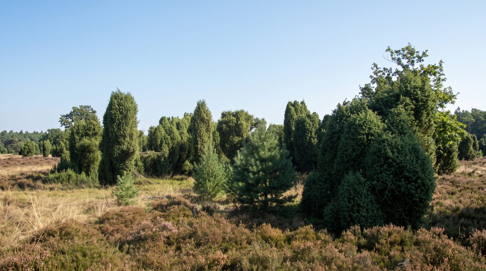 Lüneburg Heath