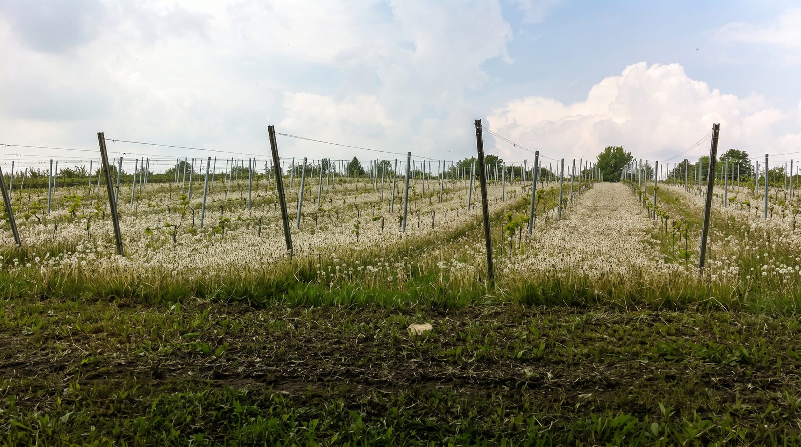 Saale-Unstrut Wine Region
